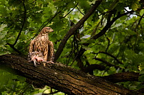 Northern goshawk (Accipiter gentilis), recently fledged juvenile with feral pigeon prey. Berlin, Germany, July. Nominated in the Melvita Nature Images Awards competition 2014.