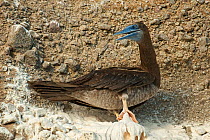 Brown booby (Sula leucogaster) on cliff. Soufrière, Saint Lucia.