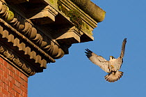 Peregrine falcon (Falco peregrinus), adult male landing on building. Bristol, UK. March.