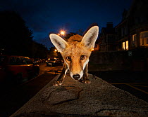 Young urban Red fox (Vulpes vulpes). Bristol, UK. August.