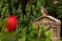 Northern goshawk (Accipiter gentilis) fledgling perched on gravestone in urban cemetery. Berlin, Germany. July.
