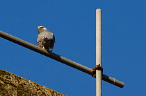 Peregrine falcon (Falco peregrinus), adult male perched on scaffolding. Bristol, UK. March.