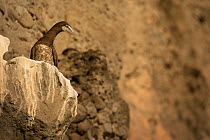 Brown booby (Sula leucogaster) peering down from cliff. Soufrière, Saint Lucia.