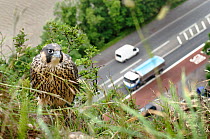 Peregrine falcon (Falco peregrinus), juvenile perched on cliff with busy road and river in background. Avon Gorge, Bristol, UK. June. Runner up in Terre Sauvage Nature's Images Awards 2013, Urban cate...