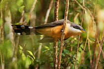 Mangrove cuckoo (Coccyzus minor). Anse Mamin plantation, Saint Lucia.