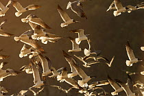 Laughing gull flock (Leucophaeus atricilla). Soufrière, Saint Lucia.