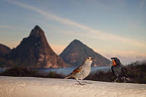 Pair of lesser Antillean bullfinches (Loxigilla noctis) on hotel balcony, view of Pitons in background. Anse Chastenet, Saint Lucia.