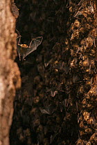 Antillean fruit-eating bats (Brachyphylla cavernarum) at communal cave roost. Soufrière, Saint Lucia.
