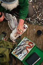 Peregrine falcon (Falco peregrinus) chick being colour ringed at urban nest site on a tall building in London. Hammersmith, London, UK. May 2013.