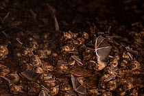 Antillean fruit-eating bats (Brachyphylla cavernarum) at communal cave roost. Soufrière, Saint Lucia.