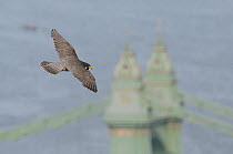 Peregrine falcon (Falco peregrinus), adult female in flight over  bridge and River Thames. Hammersmith, London, UK. May.