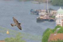 Peregrine falcon (Falco peregrinus), adult female in flight over  bridge and River Thames. Hammersmith, London, UK. May.