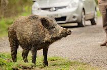 Wild boar (Sus scrofa) at roadside. Forest of Dean, Gloucestershire, UK. May.