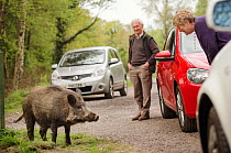 Wild boar (Sus scrofa) at roadside with people and cars. Forest of Dean, Gloucestershire, UK. May 2013.