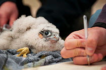 Peregrine falcon (Falco peregrinus) chick being ringed whilst notes and measurements are taken. Somerset, UK. May 2013.