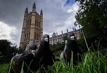 Feral pigeons (Columba livia) outside the Houses of Parliament in Westminster. London, UK. July. Runner up in 2013 Terre Sauvage Nature's Images awards, Urban category.