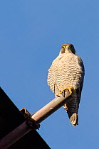 Peregrine falcon (Falco peregrinus), adult female perched on scaffolding. Bristol, UK. December.