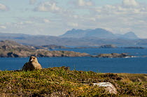 Great skua or 'bonxie' (Stercorarius skua / Catharacta skua) with mountains in distance. Handa Island, Scotland, UK. June.