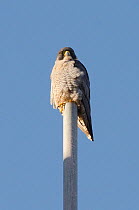 Peregrine falcon (Falco peregrinus), adult male perched on top of scaffold pole. Bristol, UK. January.