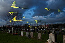 Rose-ringed / ring-necked parakeets (Psittacula krameri) in flight on way to roost in an urban cemetery, London, UK, January. Finalist in the Birds category, Wildlife Photographer of the Year Awards (...