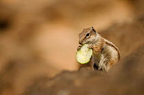 Barbary ground squirrel (Atlantoxerus getulus) with slice of cucumber. Fuerteventura, Canary Islands, Spain. April.