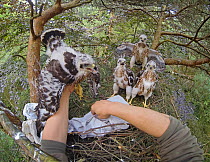 Northern goshawk (Accipiter gentilis) nestlings inside treetop nest, handled by Dr. Norbert Kenntner. Part of an urban goshawk colour ringing study. Berlin, Germany, May 2014. Nominated in the Melvita...