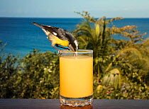 Bananaquit (Coereba flaveola) drinking fruit juice from glass on hotel balcony. Stonehaven Bay, Tobago, Trinidad and Tobago.