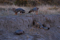 Three Argentine grey foxes (Lycalopex griseus) looking at Large hairy armadillo (Chaetophractus villosus) Valdes Peninsula, Chubut, Patagonia, Argentina.