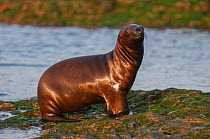 RF- South American sea lion (Otaria flavescens) pup, Punta Norte Nature Reserve, Valdes Peninsula, Chubut, Patagonia, Argentina. (This image may be licensed either as rights managed or royalty free.)
