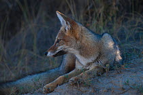Argentine grey fox (Lycalopex griseus) Valdes Peninsula, Chubut, Patagonia, Argentina.