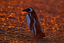 Magellanic penguin (Spheniscus magellanicus) San Lorenzo colony, Valdes Peninsula, Chubut, Patagonia, Argentina.