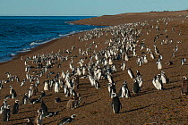 Magellanic penguins (Spheniscus magellanicus) San Lorenzo colony, Valdes Peninsula, Chubut, Patagonia, Argentina.