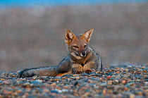 Patagonian grey fox (Lycalopex griseus) Valdes Peninsula, Chubut, Patagonia, Argentina.