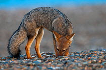 Patagonian grey fox (Lycalopex griseus) foraging, Valdes Peninsula, Chubut, Patagonia, Argentina.