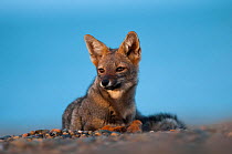 Patagonian grey fox (Lycalopex griseus) Valdes Peninsula, Chubut, Patagonia, Argentina.