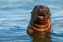 RF- South American sea lion (Otaria flavescens) calling in water, Valdes Peninsula, Chubut, Patagonia, Argentina. (This image may be licensed either as rights managed or royalty free.)