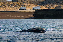 Southern right whale (Eubalaena australis) at surface with barnacles on skin. Valdes Peninsula, Chubut, Patagonia, Argentina.