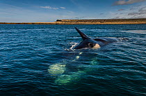 Southern right whale (Eubalaena australis) surfacing behaviour Valdes Peninsula, Chubut, Patagonia, Argentina.