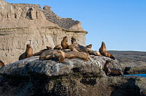 South American sea lions (Otaria flavescens) hauled out on rock. Valdes Peninsula, Chubut, Patagonia, Argentina.