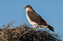 Variable hawk (Geranoaetus polyosoma) on nest, Valdes Peninsula, Chubut, Patagonia, Argentina.