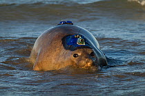 Southern elephant seal (Mirounga leonina) female with camera and transmitter. Caleta Valdes, Valdes Peninsula, Chubut, Patagonia, Argentina.