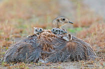 Lesser rhea (Pterocnemia pennata) with chicks under wings. Valdes Peninsula, Chubut, Patagonia, Argentina.