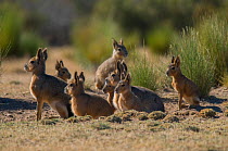 Patagonian mara / cavy (Dolichotis patagonum) group with young. Valdes Peninsula, Chubut, Patagonia, Argentina.