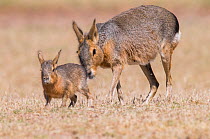 RF- Patagonian mara / cavy (Dolichotis patagonum) with young, Valdes Peninsula, Chubut, Patagonia, Argentina. (This image may be licensed either as rights managed or royalty free.)