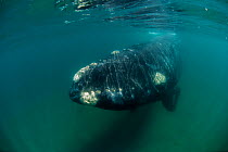 RF- Southern right whale (Eubalaena australis) underwater, Valdes Peninsula, Chubut, Patagonia, Argentina. (This image may be licensed either as rights managed or royalty free.)