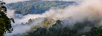 Early morning mist over the rainforest canopy. Temburong National Park, Brunei, Borneo. February 2009.
