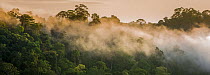 RF- Early morning mist over the rainforest canopy. Temburong National Park, Brunei, Borneo. February 2009. (This image may be licensed either as rights managed or royalty free.)