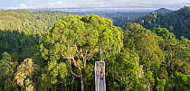 Walkway looking over rainforest canopy, early morning. Temburong National Park, Brunei, Borneo. February 2009.