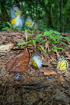 Aggregation of butterflies, mainly Bornean sawtooth (Prioneris cornelia) and Red brown / tawny rajah (Charaxes bernardus), taking minerals from damp area on rainforest floor. Temburong National Park,...