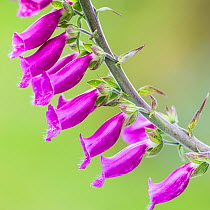 Foxglove (Digitalis purpurea) flower. Isle of Mull, Scotland, June.